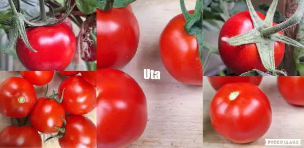 Tomaten: Uta