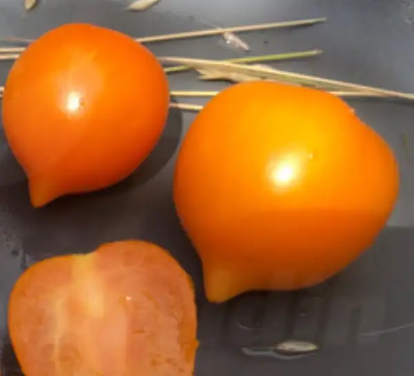 Tomaten: Utenok