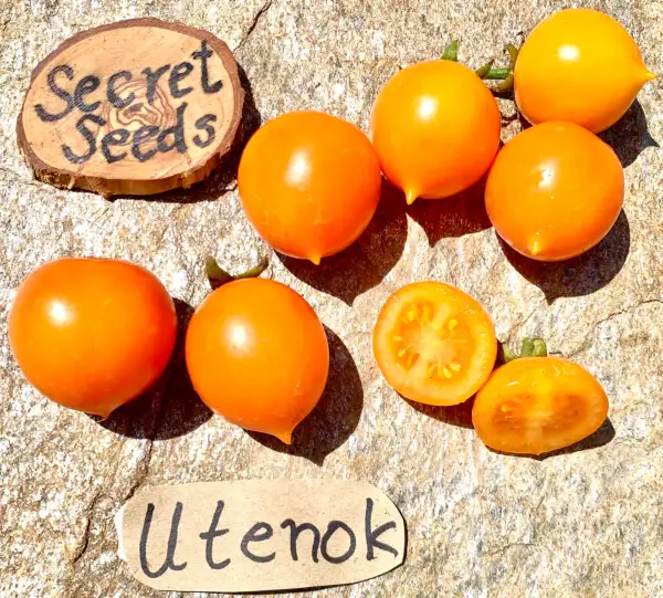 Tomaten: Utenok