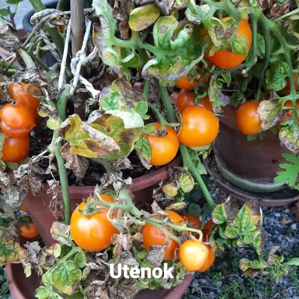 Tomaten: Utenok