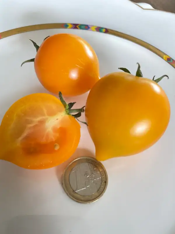 Tomaten: Utenok