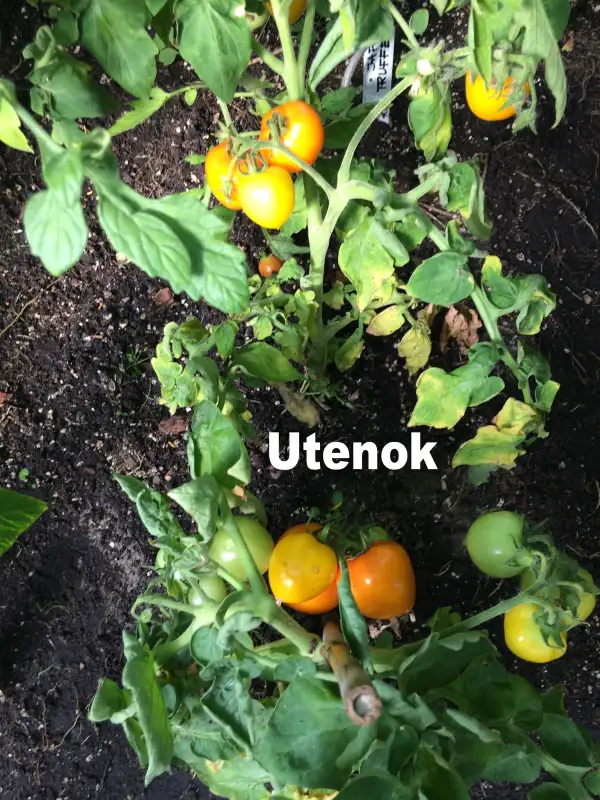 Tomaten: Utenok