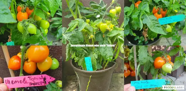 Tomaten: Utenok ( Entlein" oder auch "Duckling ) - Zwergtomate