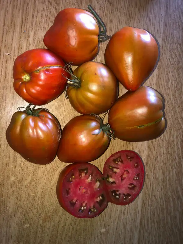 Tomaten: Utrennyaya Rohsa