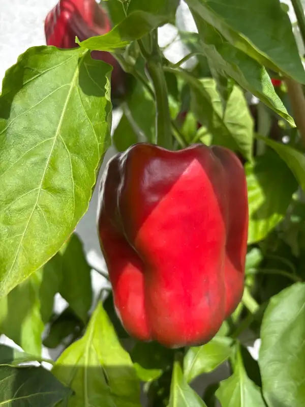 Chili / Paprika: Uwe