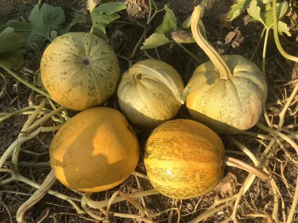 Kürbisse: Uzbekistan-WIR-4433