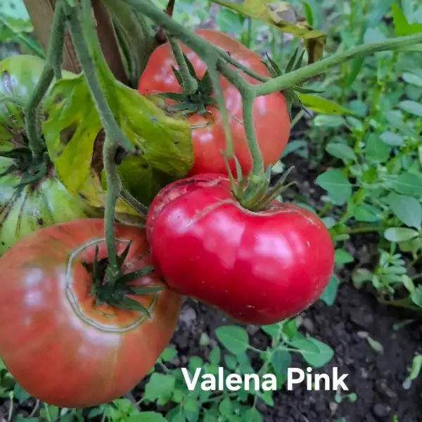 Tomaten: Valena Pink
