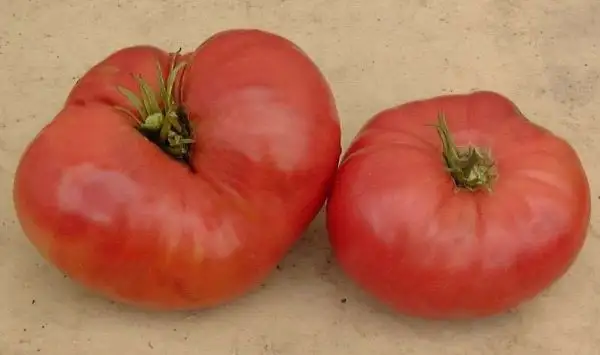 Tomaten: Valena Pink