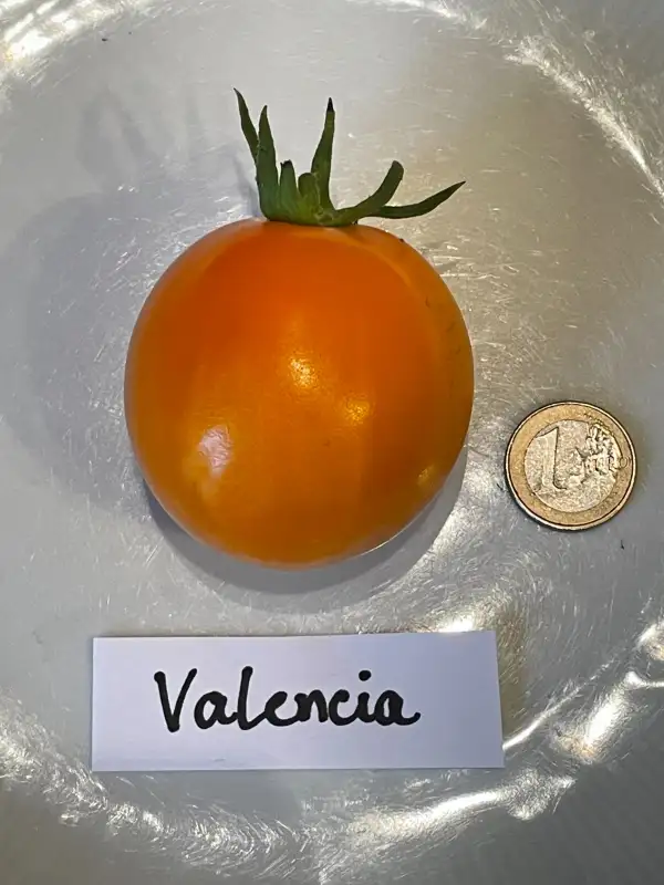 Tomaten: Valencia