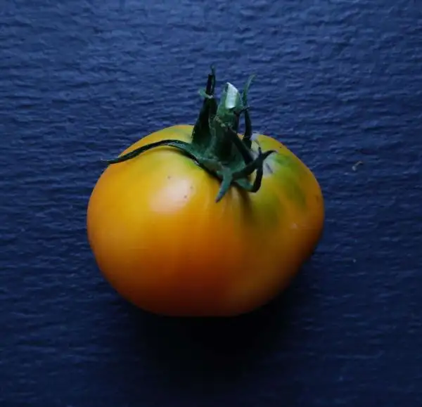 Tomaten: Valencia