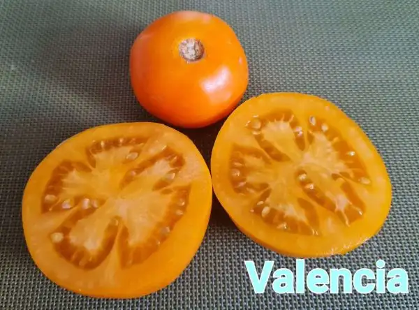 Tomaten: Valencia