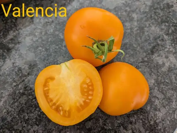 Tomaten: Valencia