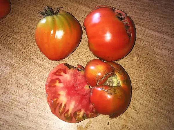 Tomaten: Valenciano Antiguo de Geldo