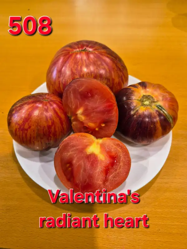 Tomaten: Valentina
