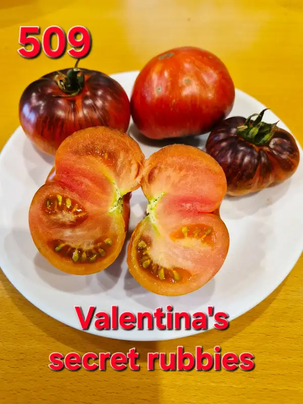 Tomaten: Valentina