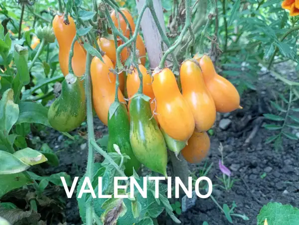 Tomaten: Valentino