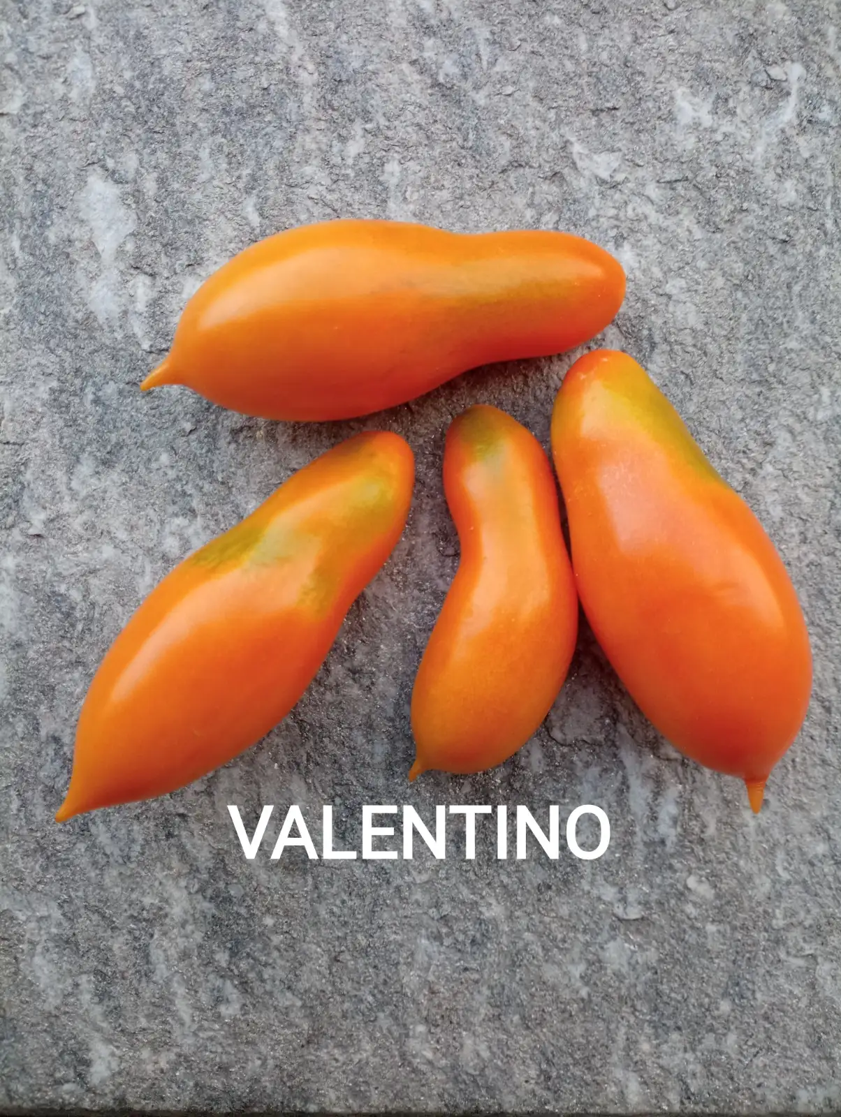 Tomaten: Valentino