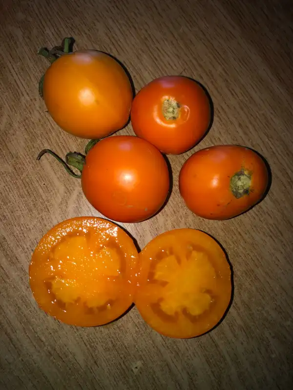 Tomaten: Vallin Orange