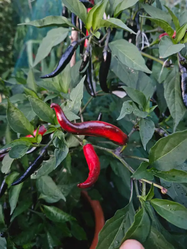 Chili: Vampire