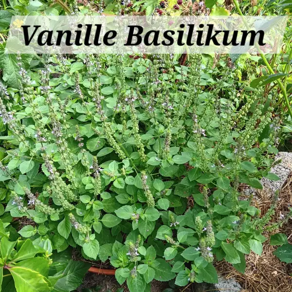 Kräuter: Vanille Basilikum