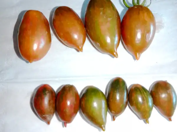 Tomaten: Variante Purple Smaragd