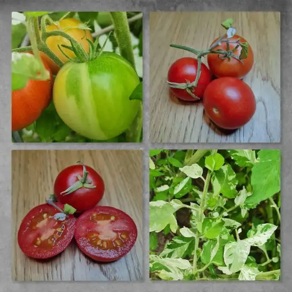 Tomaten: Variegated aus Kanada