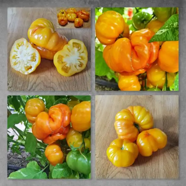 Tomaten: Variegated bicolor