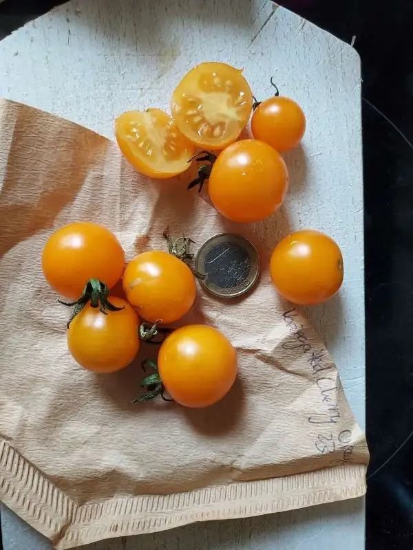 Tomaten: Variegated Cherry Orange