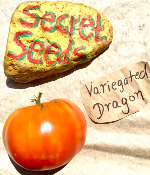 Tomaten: Variegated dragon