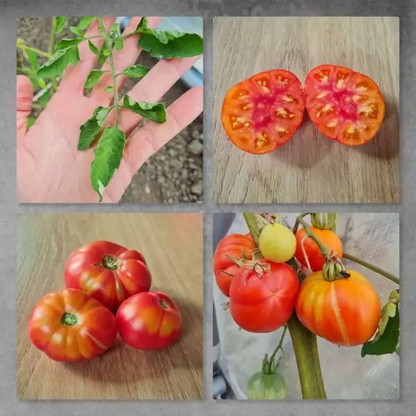 Tomaten: Variegated dragon