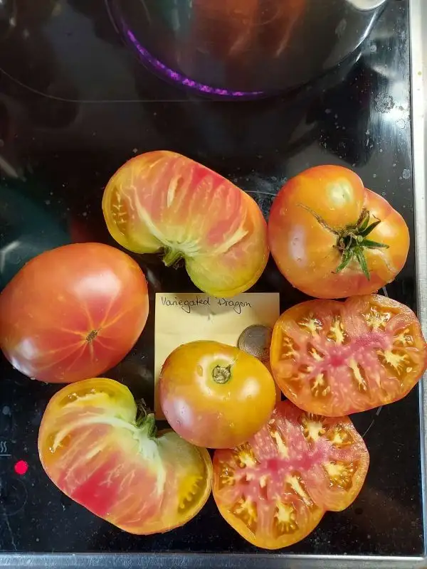 Tomaten: Variegated dragon