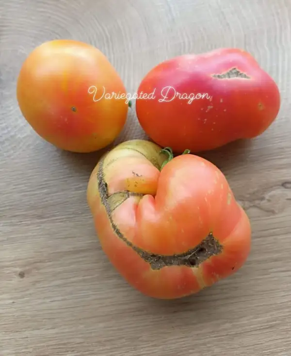 Tomaten: Variegated dragon