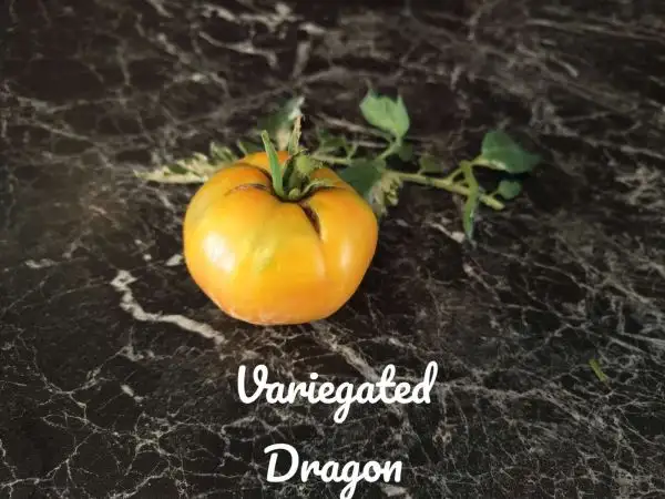 Tomaten: Variegated Dragon (panaschiert)