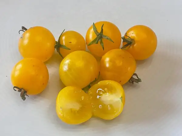 Tomaten: Variety Yellow Dwarf