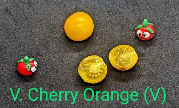 Tomaten: Varigated Cherry Orange