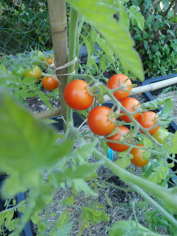 Tomaten: Vashe Velichestvo ( Kat# 2426 )
