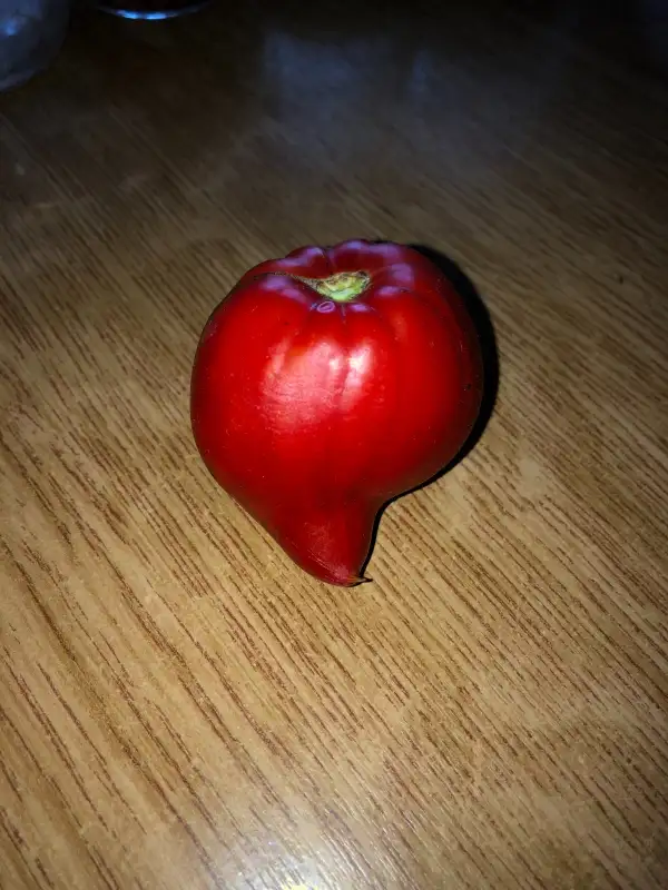 Tomaten: Vater Rhein