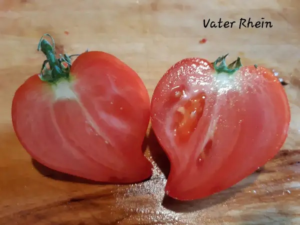 Tomaten: Vater Rhein