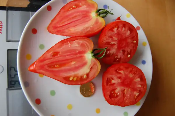 Tomaten: Vater Rhein