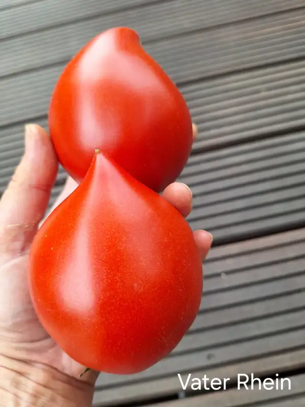 Tomaten: Vater Rhein