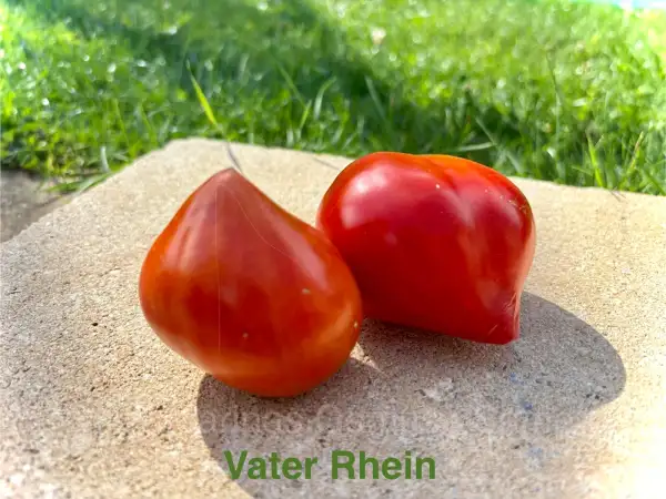 Tomaten: Vater Rhein