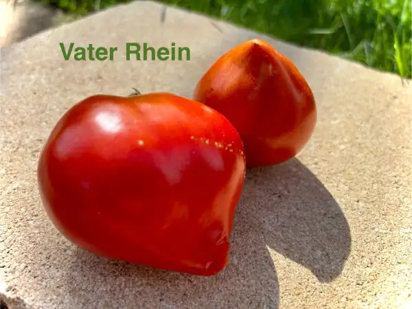 Tomaten: Vater Rhein