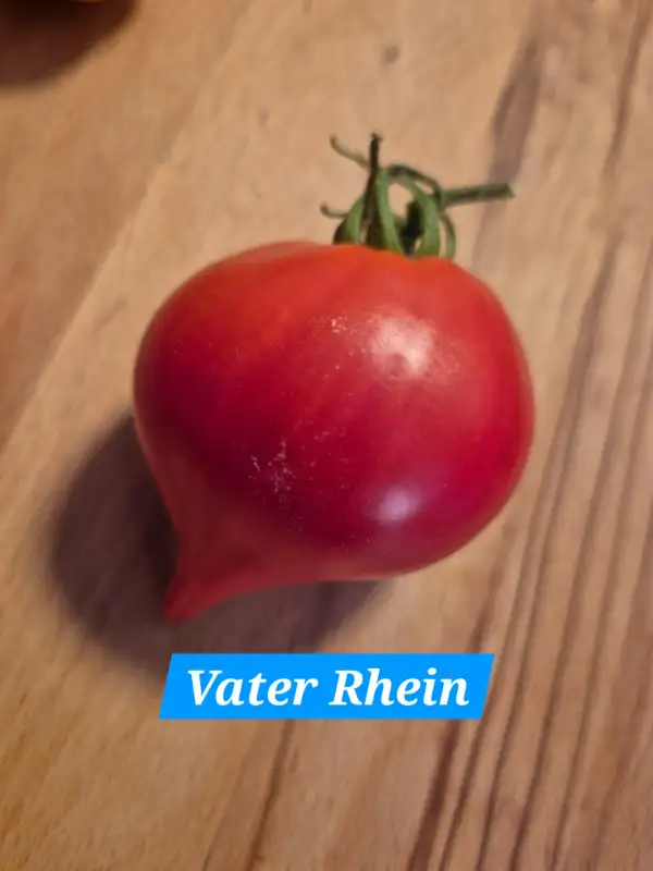Tomaten: Vater Rhein
