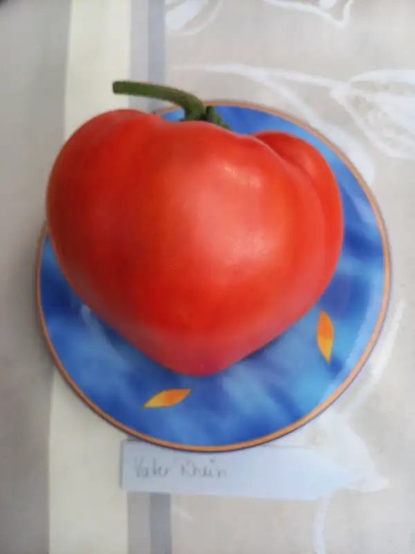 Tomaten: Vater Rhein