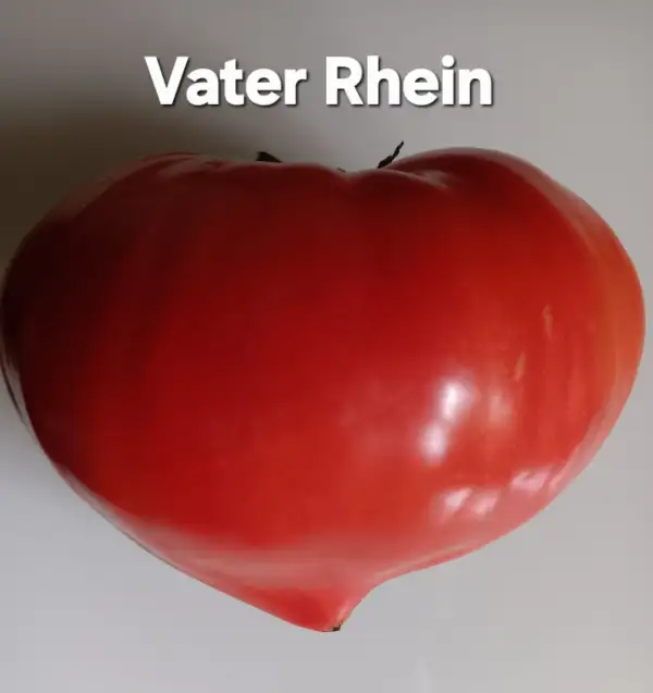 Tomaten: Vater Rhein