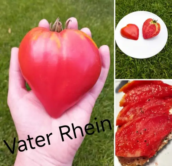 Tomaten: Vater Rhein