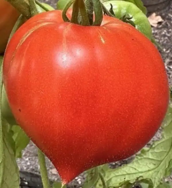 Tomaten: Vater Rhein