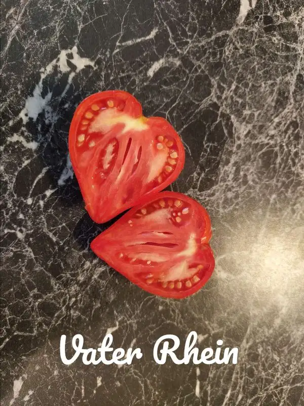 Tomaten: Vater Rhein