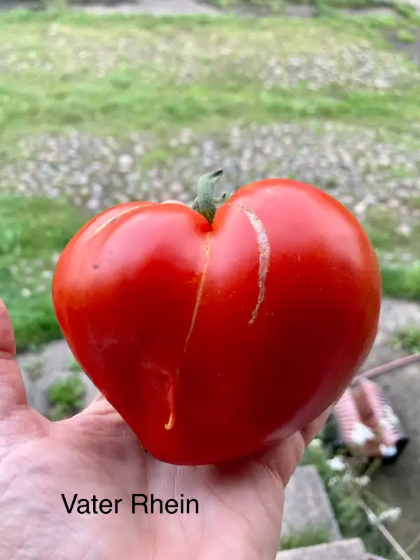 Tomaten: Vater Rhein