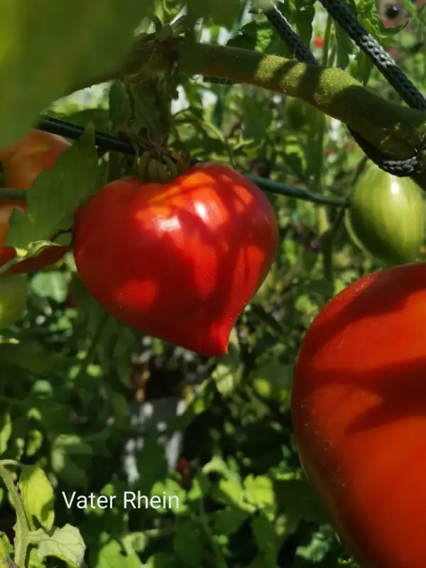Tomaten: Vater Rhein, Ochsenherz